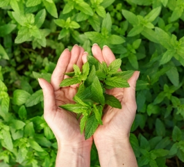 Vamos cultivar Hortelã? Muito bom!