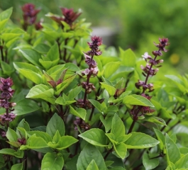 Como plantar manjericão em casa adorei