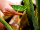 Leggi l'articolo: Babosa ou Aloe Vera como cultivar em casa