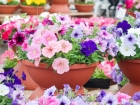 Читать статью: Como cultivar flores na varanda ou janela da sua casa