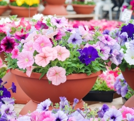 Como cultivar flores na varanda ou janela da sua casa