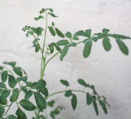 Como cultivar a arruda essa planta conhecida há séculos