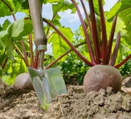 Beterraba Rica em Fibras Veja Como Plantar esse Alimento Colorido