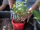 Ler matéria: Veja passo a passo de Como Plantar Hortelã em Casa