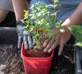 Veja passo a passo de Como Plantar Hortelã em Casa