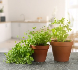 Manjericão Simples e Gratificante Aprenda a Plantar em Casa