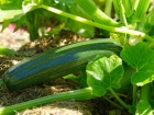 Ler matéria: Descubra os Segredos de Plantar em Casa e Cultive Abobrinhas Deliciosas!