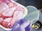 Читать статью: Cuidados e Recomendações com Alimentos Contaminados pela Salmonela