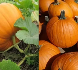 Como Cultivar Abóbora no Seu Quintal: Guia Definitivo para uma Colheita Farta e Saborosa