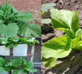 Como Cultivar Mostarda em Casa