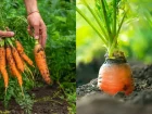 Читать статью: Como Cultivar Cenoura em Casa a Partir do Vegetal: Um Guia Completo