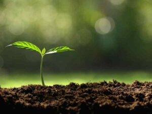 aplicativo para identificar plantas