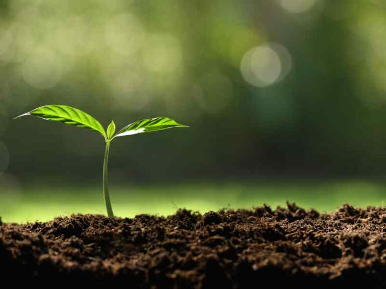 aplicativo para identificar plantas