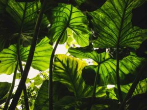 app para plantas identificar
