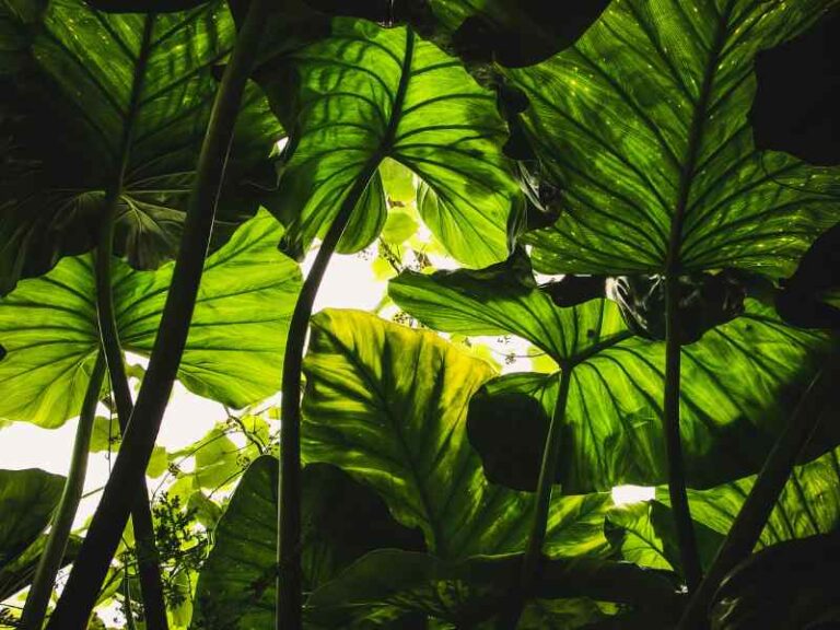 app para plantas identificar
